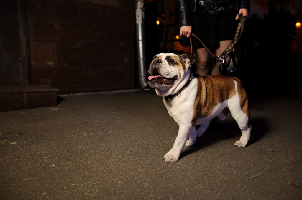 Dog Walking in the dark can be made safe