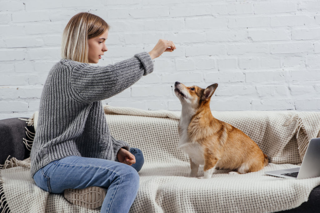 practicing your training in all sorts of environments is a great idea, your home is typically considered low distraction and can be a great place to start
