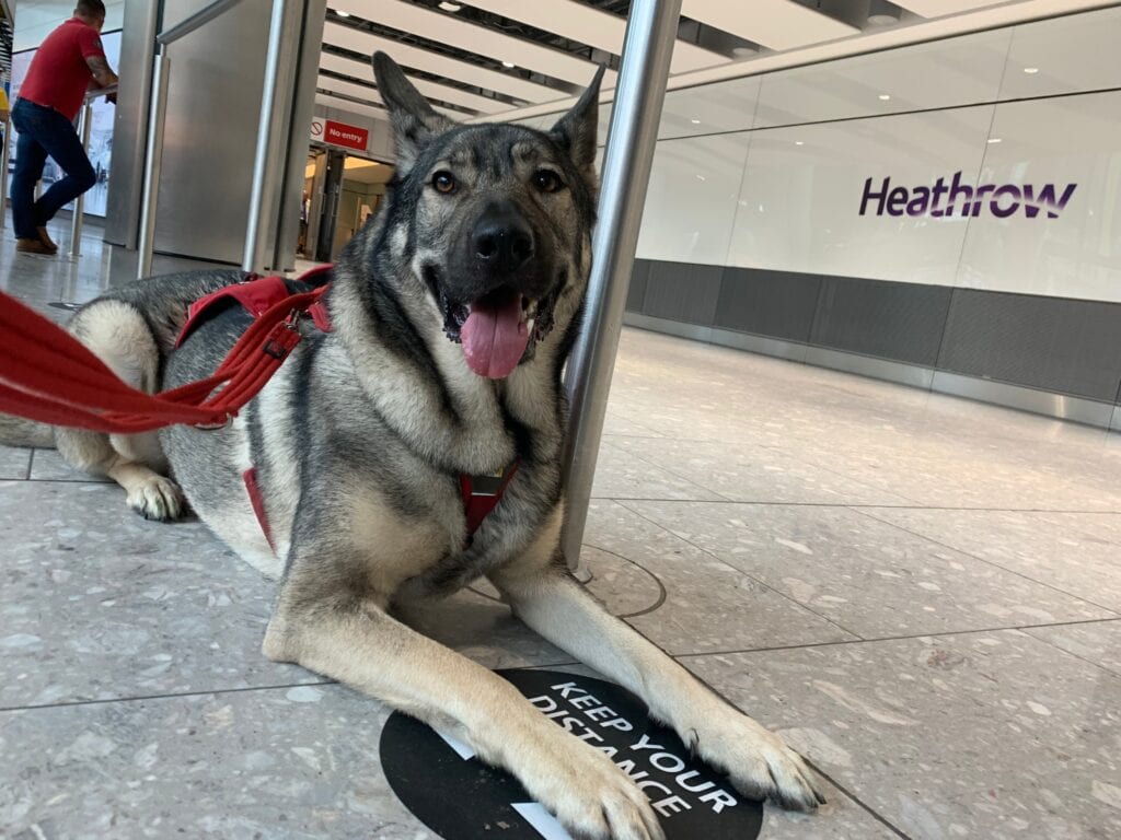 Indie the German Shepherd wearing the harness from the ruffwear palisades