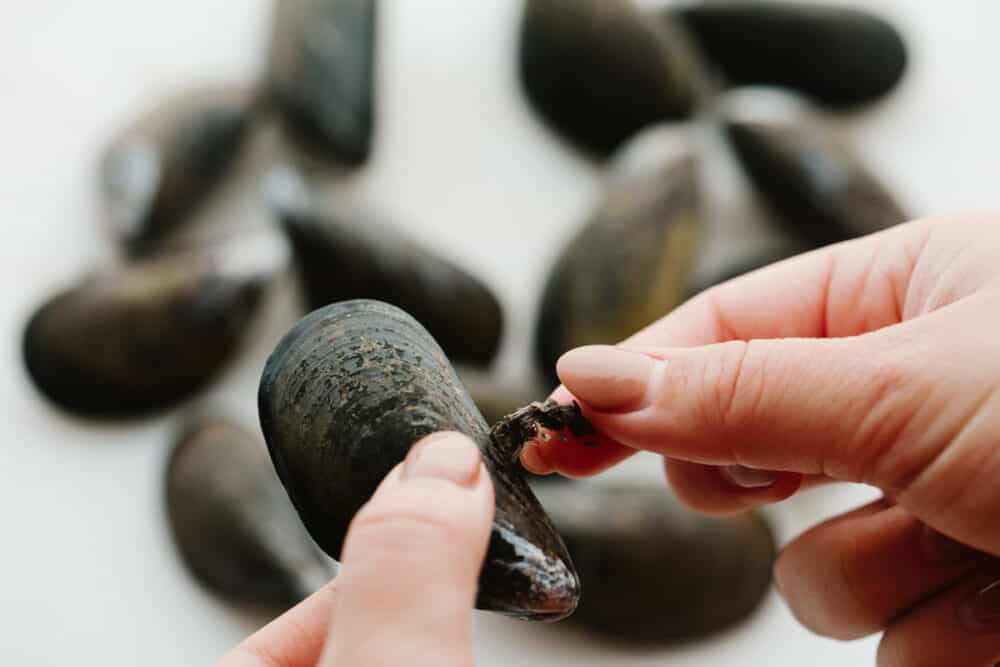 These steamed mussels are easy, elegant, and delicious! They are perfect for any dinner party and you won't be able to stop after just one! A picture showing someone pulling the beard off of the shell.