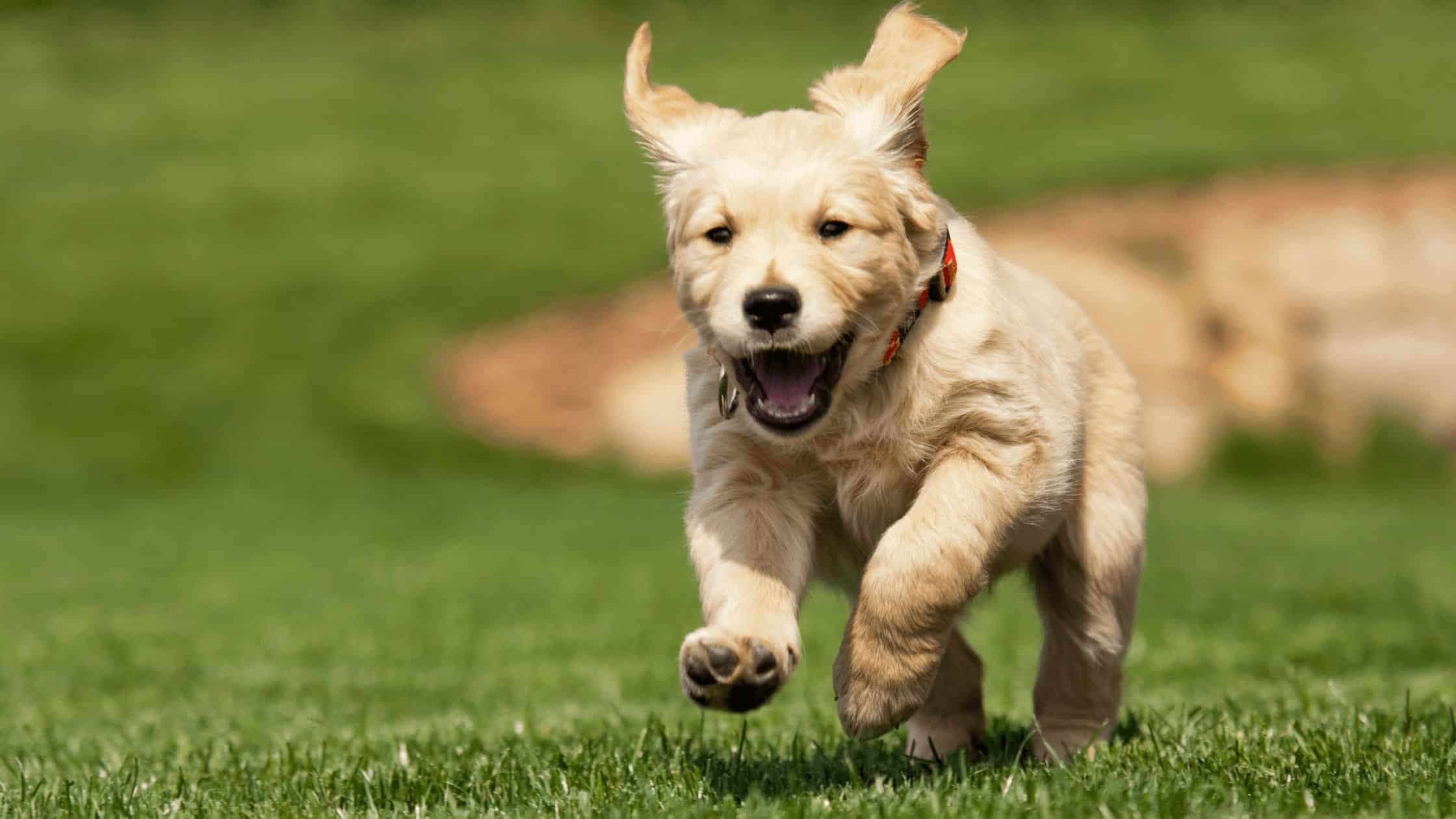 Puppy Development Stages: A Comprehensive Guide to Your Puppys Growth