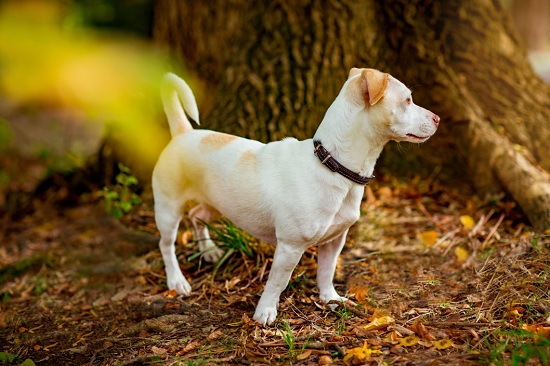 Advantages and Disadvantages of Owning a Small Dog Breed