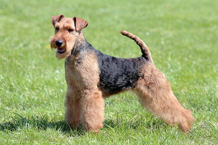 How to Maintain the Breed of Welsh Terrier Dogs