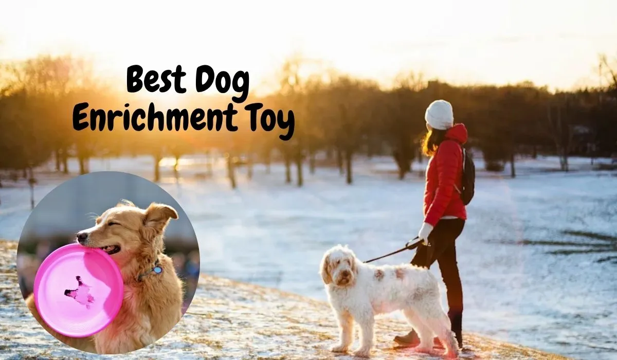 Best Dog Enrichment Toys & Winter Activities 2025