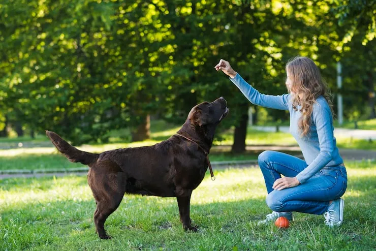 Types of Dog Training Methods: A Complete Guide for Owners