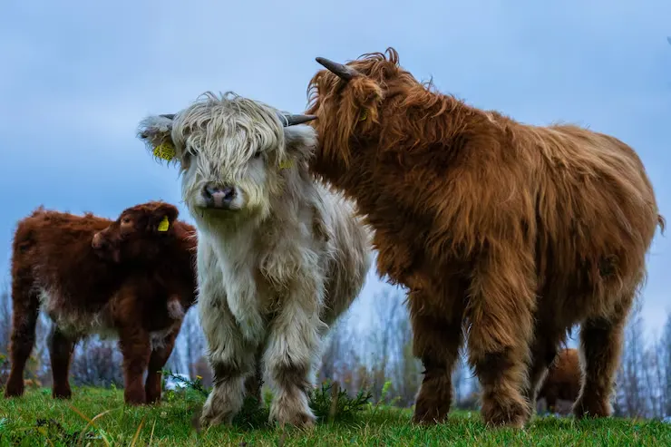 The Highlander Cow – The Fluffiest Farm Pet