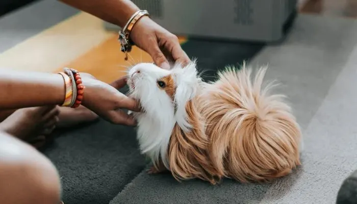 Top 5 Cutest Pets in Adopt Me That Everyone Loves