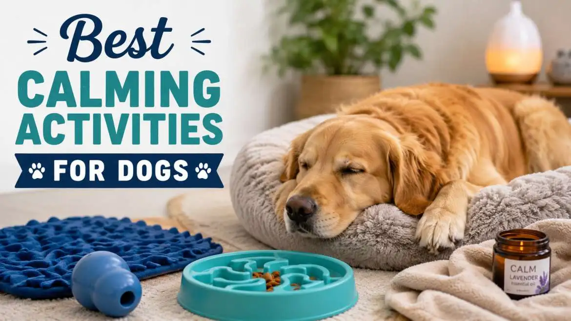 Best Calming Activities for Dogs: Stress-Free Games