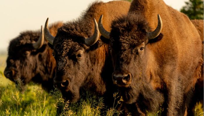 Bison vote on where to go