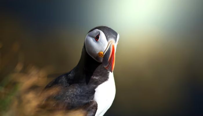 Puffins lose parts of their beaks