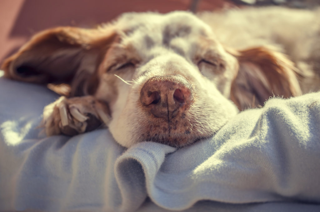 What Your Dogs Vomit Means And Simple Things To Do To Help