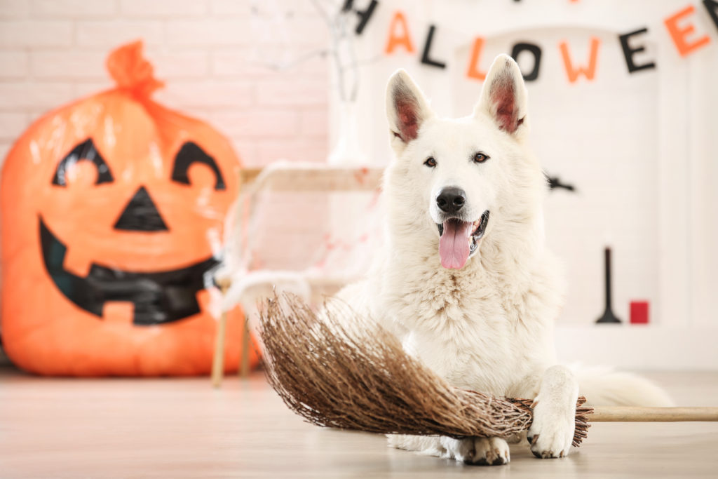 Ultimate Halloween Survival Guide For New Puppy Parents & Dog Owners