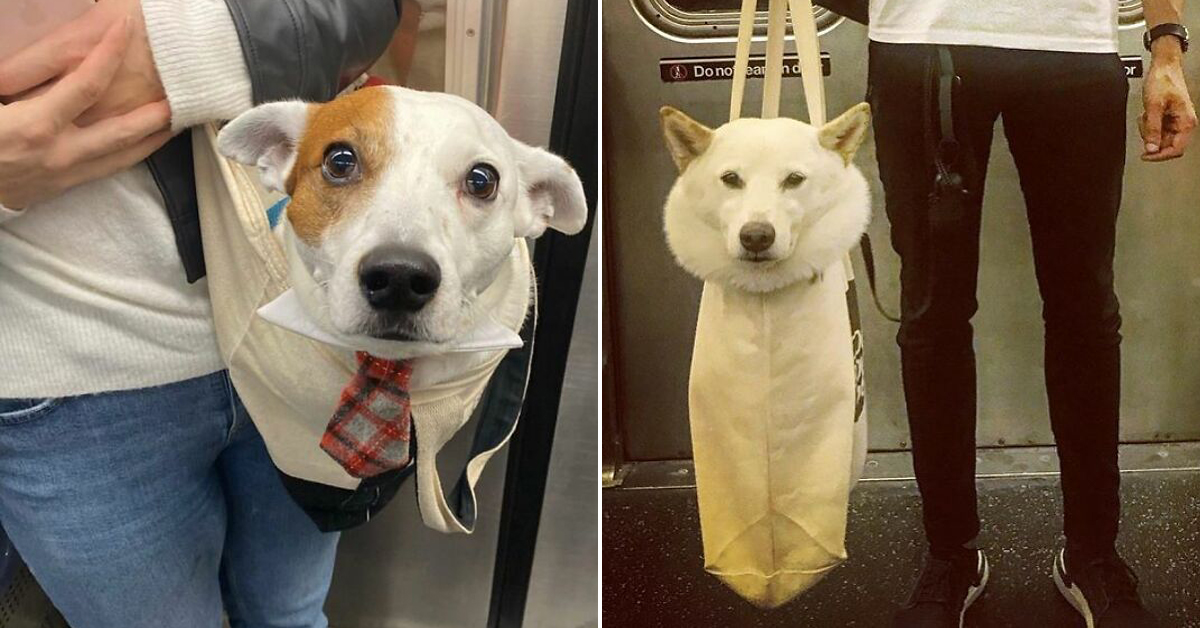 These arent just any dogs, theyre bag dogs (30 Photos)