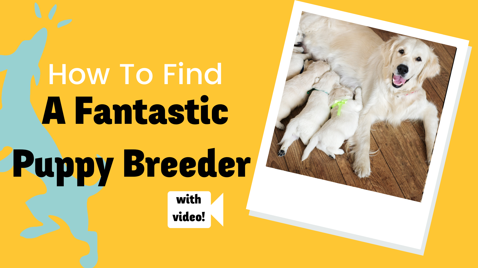 Need A Great Breeder? How To Find One And 4 Places To Avoid