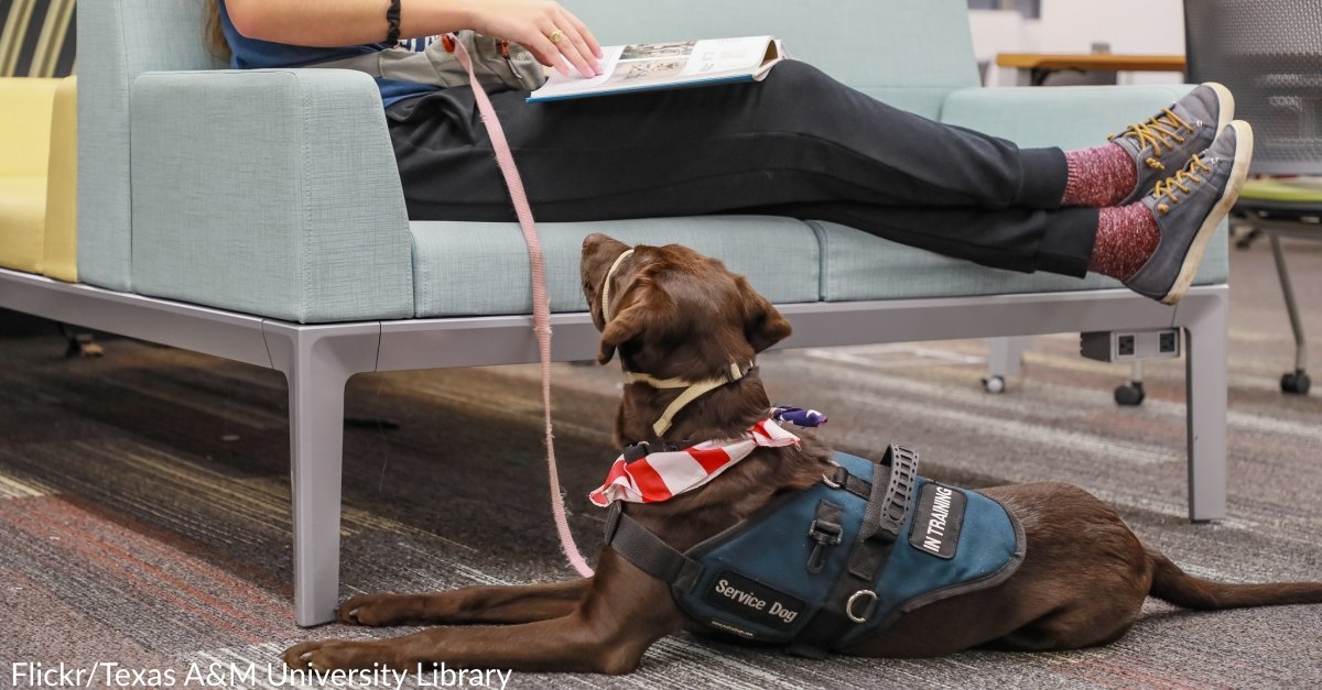 Rescue Trains Dogs To Help Veterans Struggling With PTSD Get Through Everyday Life