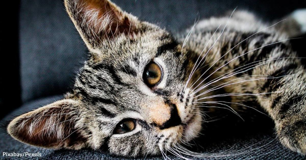 Kitten with Two Broken Legs Grows Into a High Flying Acrobat
