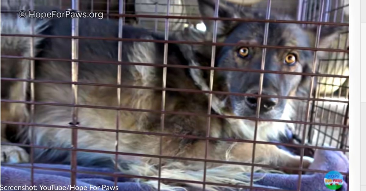 Frightened German Shepherd Rescued From Landfill After Spending A Year On His Own
