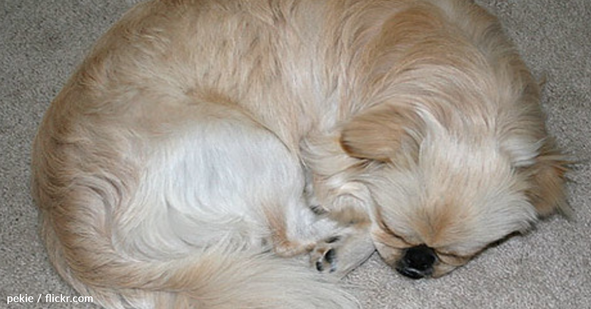 Dog Abandoned For Being Too Old Helps Other Senior Dogs Find Homes