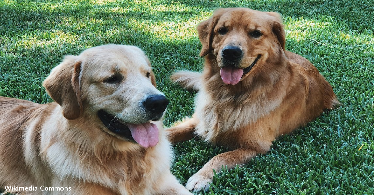 Golden Retrievers Wont Leave Woman Alone While Shes Taking A Bath