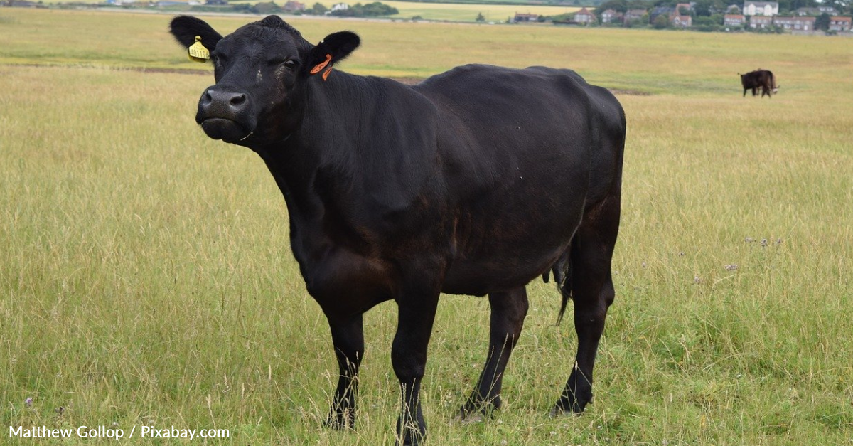 Dog Makes Friends With A Cow And Wants To Bring Him In For A Play Date