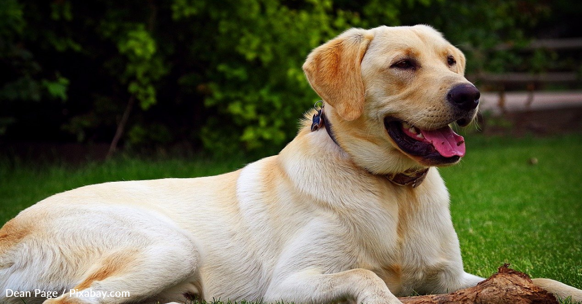 Dog Helps Owner With Diabetes Track Her Blood Sugar Levels