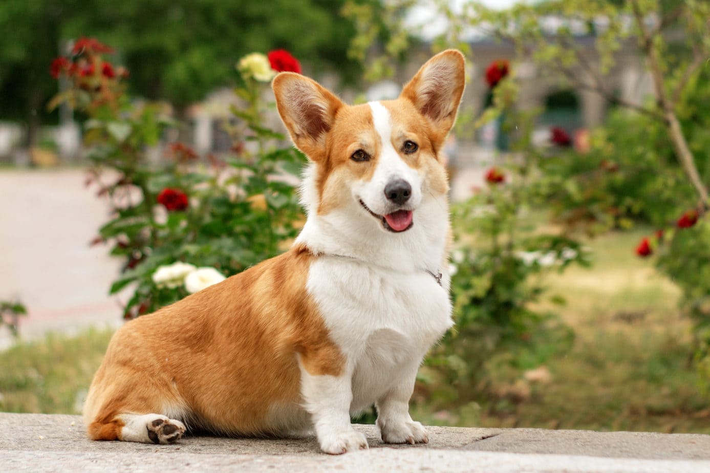 When Is The Best Time to Spay Or Neuter My Corgi?